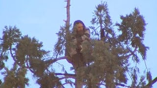 Man in tree halts Seattle traffic