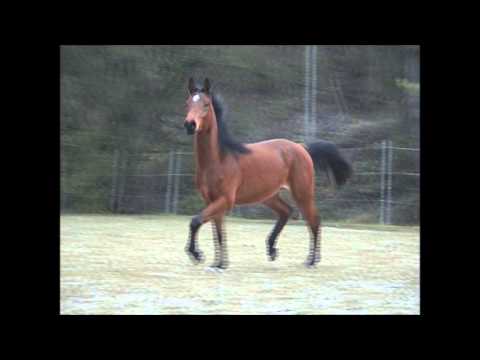 Lillifee - 2 1/2 y old filly - www.arabians.de