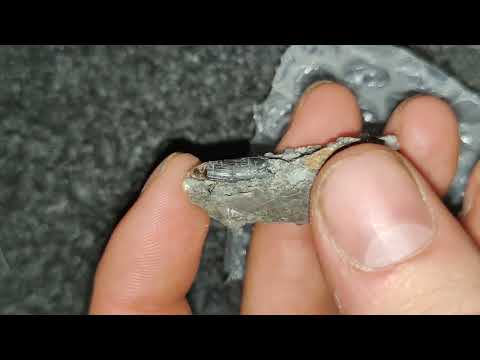 leptocleidus plesiosaur teeth from Hastings (pett level)