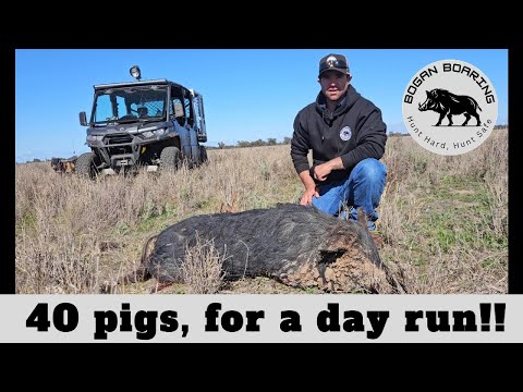 40 pigs, for a day run!!