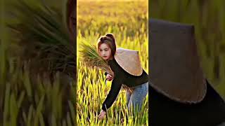 Download lagu Cewek cantik lagi di sawah #shorts mp3 Download lagu Cewek cantik lagi di sawah #shorts mp3