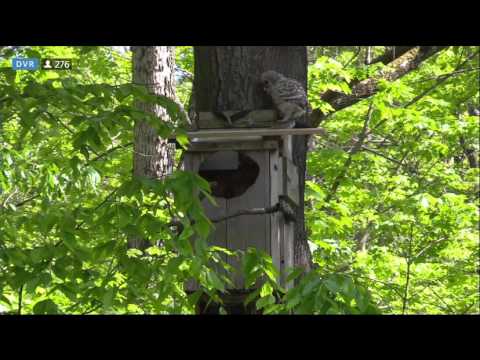 5 12 2017 The Last Barred Owl Branched Climbing Up The Tree