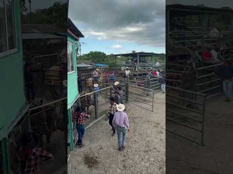 Rodeo Jicotea, Ciego de Ávila Cuba