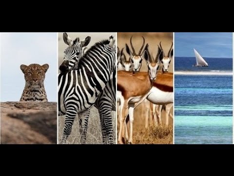 Кения. Видеопутешествие "сафари + отдых на океане"