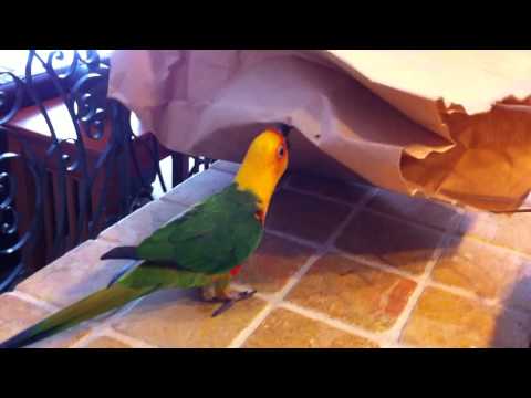 Sun Conure funny video how she enters a bag