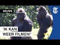 Bezoeker wacht uur voor heropening Beekse Bergen