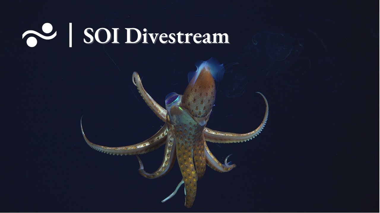 Rock (SyGR4) | SOI Divestream 660