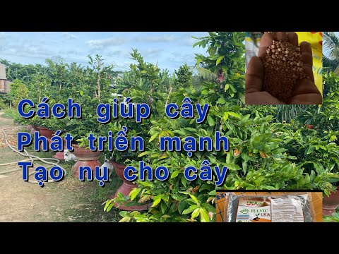 Tháng 7al bỏ phân gì để mai phát triển hiệu quả. Tạo nụ cho cây