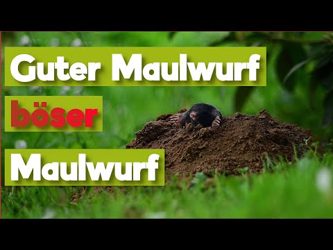 The mole! Friend or foe in the garden?