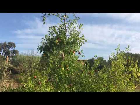 Ziziphus jujuba - cultivo y producción del azufaifo o jinjolero