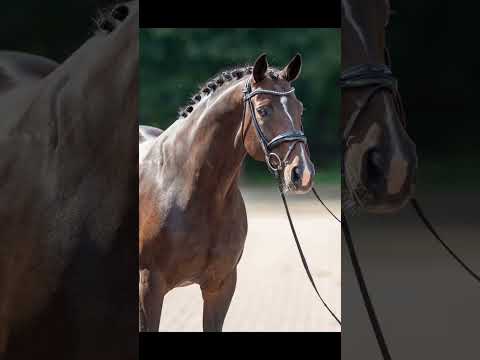 Meine 4 Lieblings Pferderassen ❤️ #pferd #shorts #horse #horseriding #reiter #haflinger #love