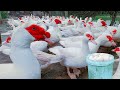 How to Make Food For Laying Muscovy - Muscovy Duck Farm