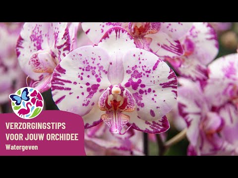 , title : 'Verzorgingstips voor jouw orchidee! - Watergeven'