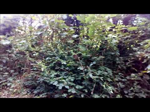 Warren Hill. Newmarket  H.W.  11 of 13  Argument in 1821