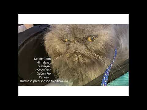 Osteoarthritis in Cats: Pain Management and Integration