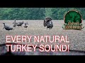 The Best Natural Turkey Calling | Live Hen Sounds and Fight