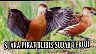 Download lagu SUARA PIKAT BLIBIS KEMBANG MP3 SUDAH TERUJI mp3