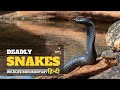Deadly Snakes - Canada and Indonesia, हिन्दी डॉक्यूमेंट्री | Wildlife documentary 
