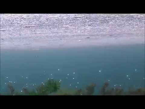Sott’acqua nel Ticino a Somma Lombardo