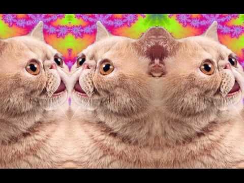 Pigeon Hole - Champion