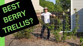 Berry Planting Mayhem! Bees vs. Me vs. Blackberries (and I'm Winning... Mostly)