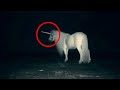 unicorn caught on camera