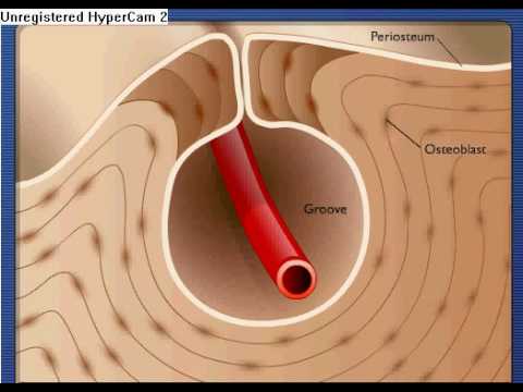 Anatomy & Physiology: Bone Growth