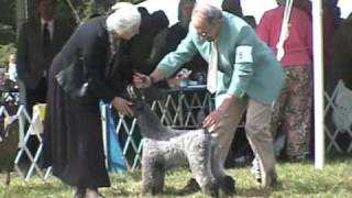 preview picture of video 'Kerry Blue Terrier Eastern Specialty 2009 PART 1 of Four mpeg4'