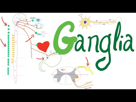 What's a Ganglion?  - Autonomic Nervous System (ANS)  — Neuro Physiology