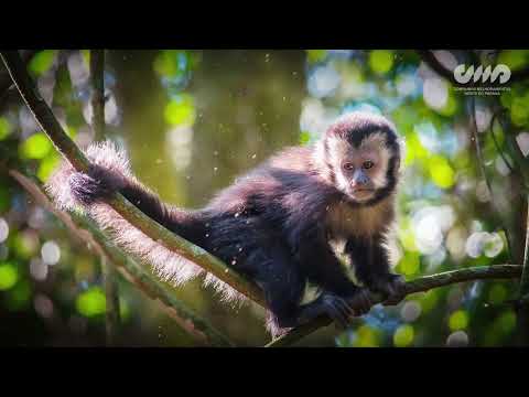 Sustainability - Companhia Melhoramentos Norte do Paraná