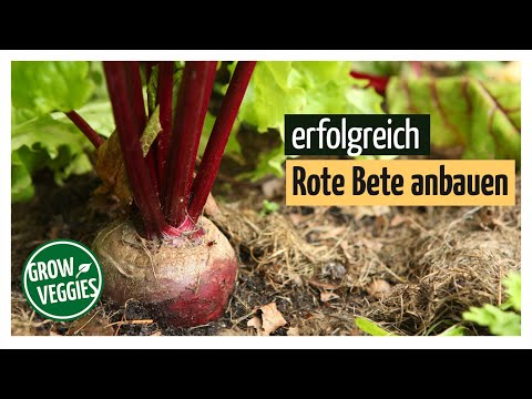 , title : 'Rote Bete erfolgreich anbauen | Gemüseanbau im Garten @Gartengemüsekiosk'