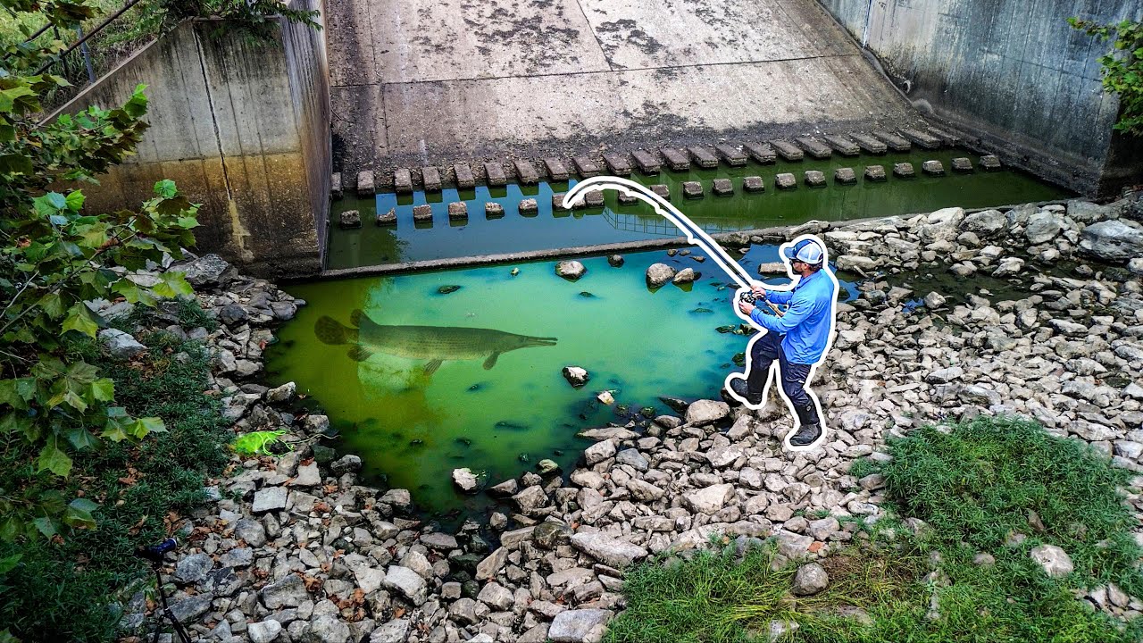 Rescuing BIG Fish TRAPPED in a PUDDLE!!! (Insane)