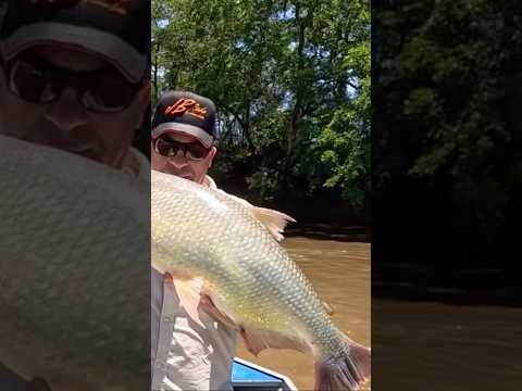 PIRACANJUBA no Rio Dourados - Fátima do Sul-MS #Shorts