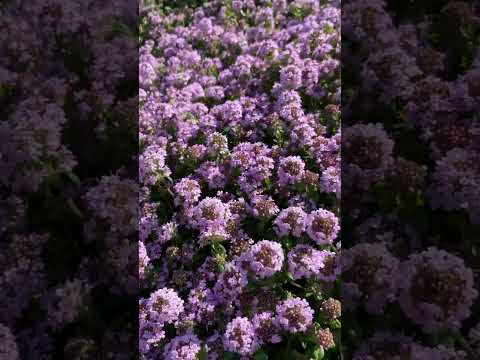 園芸 横たわるワイルドタイム、アーリータイム