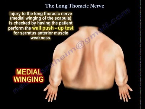 winging  of the scapula , Long Thoracic Nerve  - Everything You Need To Know - Dr. Nabil Ebraheim