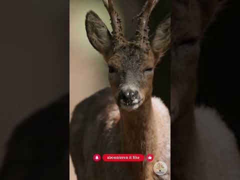 Rehe im Winter: 3 Fakten & natürlicher Verbissschutz im Naturgarten