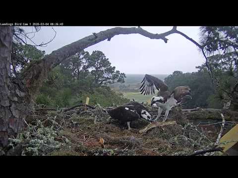 Breakfast Delivery For Female Osprey In Savannah, Georgia – March 4, 2020