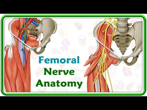 Femoral Nerve Anatomy Animation : Origin, Course, Sensory and Motor innervation, Clinical anatomy