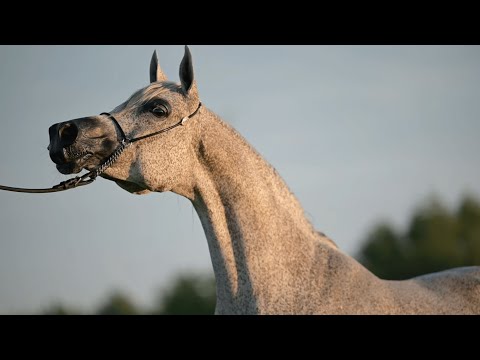 𝐏𝐄𝐆𝐀𝐋𝐀 𝐏𝐒 (𝐆𝐚𝐳𝐚𝐥 𝐀𝐥 𝐒𝐡𝐚𝐪𝐚𝐛 𝐱 𝐏𝐞𝐫𝐜𝐞𝐩𝐜𝐣𝐚, 𝐛𝐲 𝐋𝐚𝐡𝐞𝐞𝐛), 𝟐𝟎𝟏𝟐 𝐌𝐚𝐫𝐞 - PRIDE OF POLAND 2023