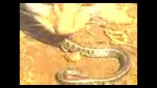 preview picture of video 'Macja qe eleminon gjarprin ne Shkoze (Puka-Albania)(Killing Snake)'