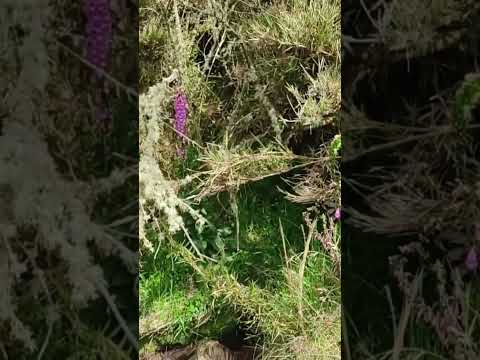 Páramo de Pasca (Pasca - Cundinamarca)