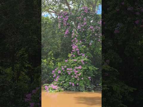 Árvore Mais Bonita do Pantanal #youtube #shorts #youtubeshorts