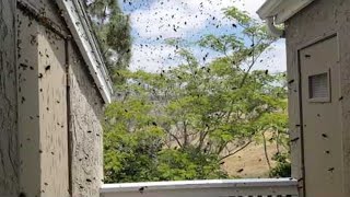 faze tari albine la atac