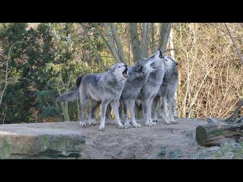 Schaurig schönes Wolfsgeheul
