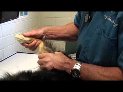 Limping Dog on a Rear Leg: Things to Consider