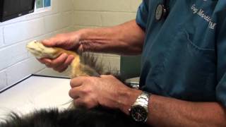 Limping Dog on a Rear Leg: Things to Consider