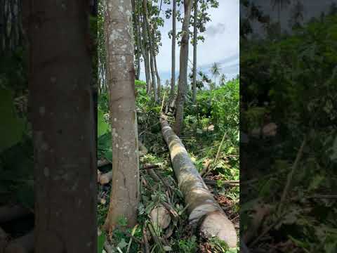 Balsawood tree log cutting Ulatawa PNG