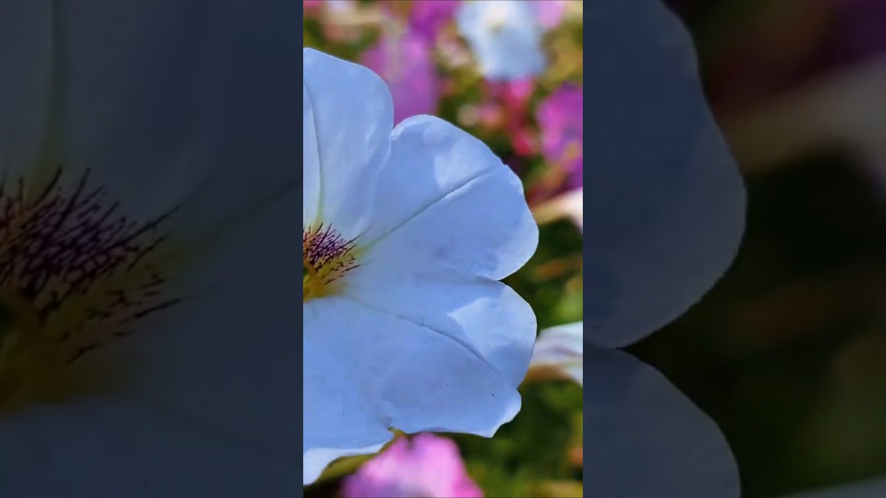 Justjoo Arzoo Haqiqat e Haq #viewislam