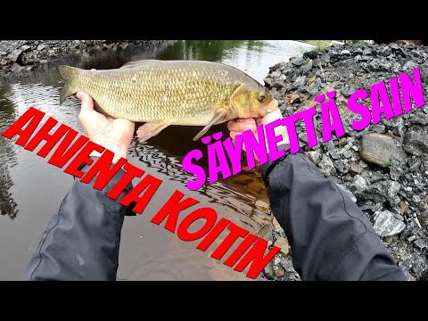 Ahventa koitin säynettä tuli | Kalastus | Säyne | Ahven