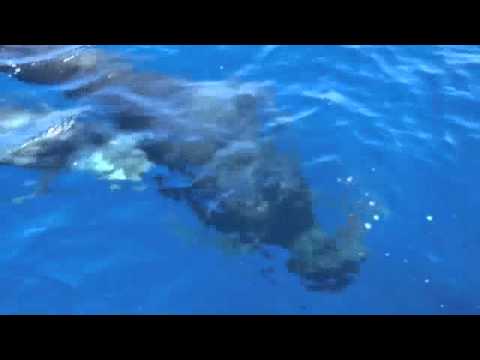 Pilot Whales in Alboran Sea